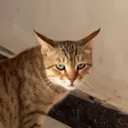 6iaMAnGphKAiXN7q1VkhL8YJsp7Qbg9r9j4ismC8pump